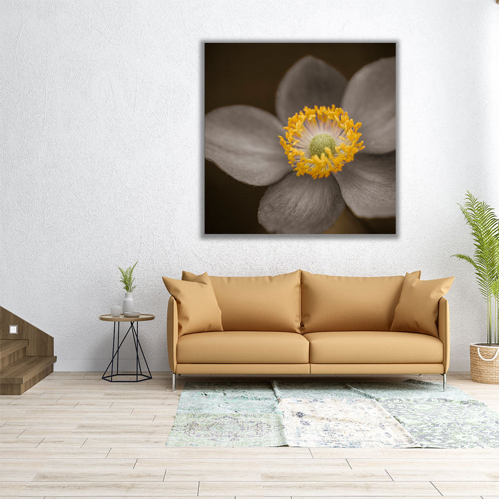 Close-up of Anemone Flowers 3 - Canvas Print Wall Art