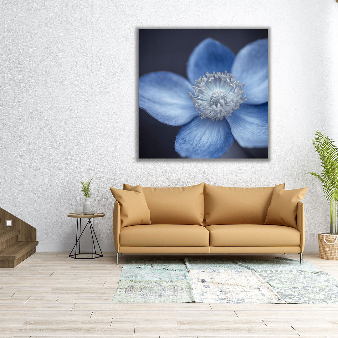 Close-up of Anemone Flowers 4 - Canvas Print Wall Art