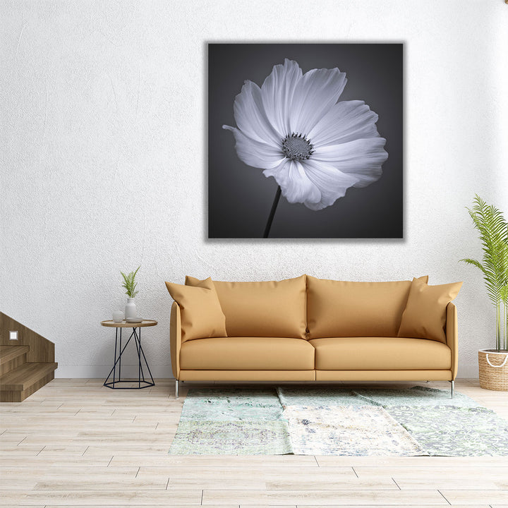 Cosmos Flower 1 - Canvas Print Wall Art