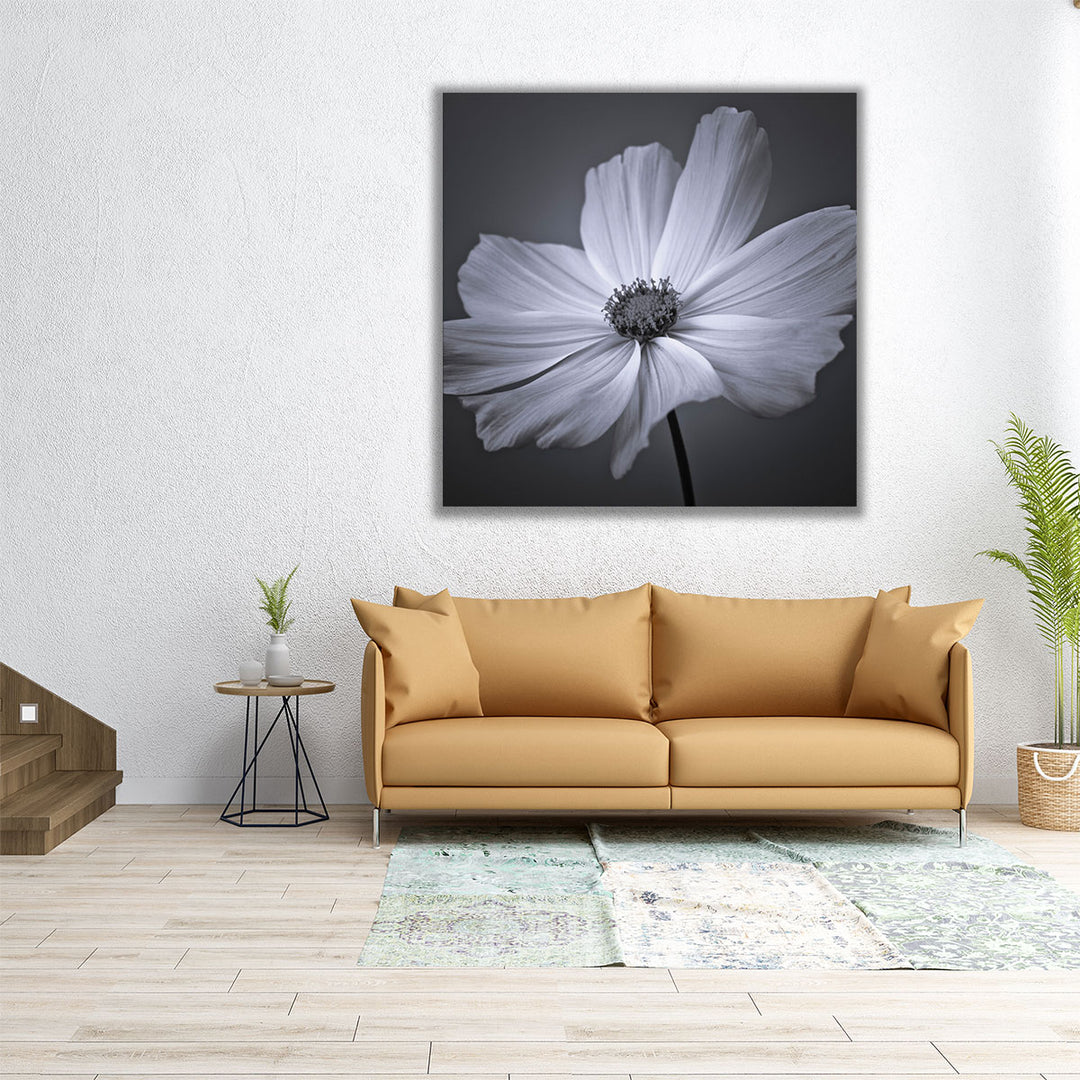 Cosmos Flower 2 - Canvas Print Wall Art