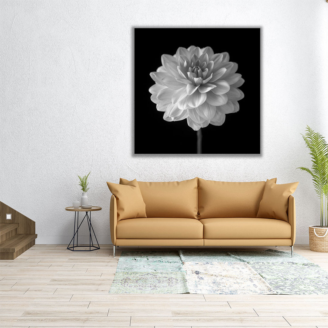 Dahlia Flower on Black - Canvas Print Wall Art