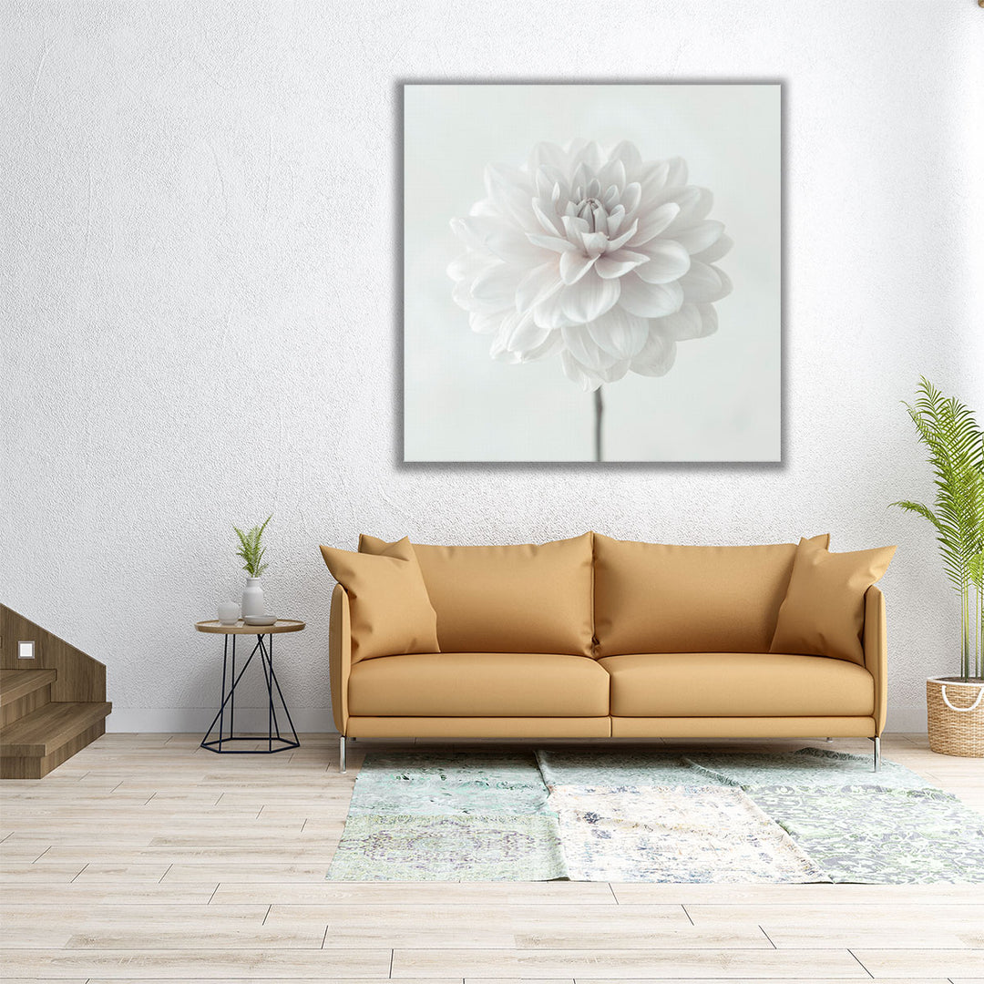 Dahlia Flower on White - Canvas Print Wall Art