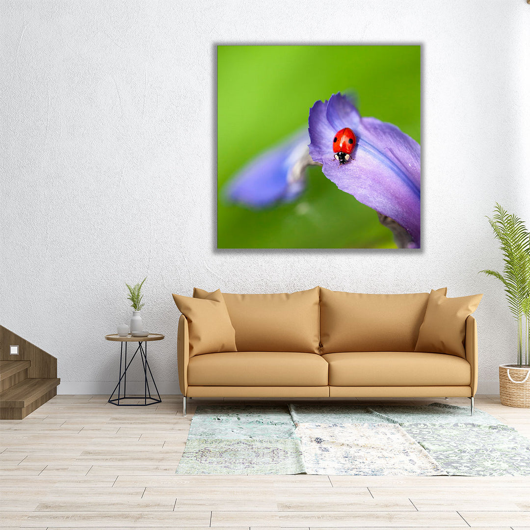 Lady Bug on Flower Petal - Canvas Print Wall Art