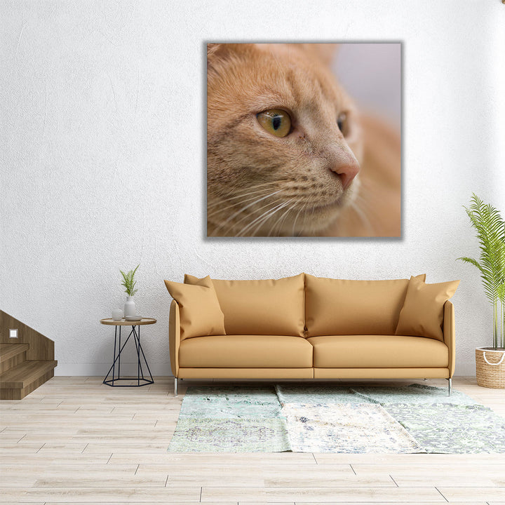 Close Up of a Cat - Canvas Print Wall Art