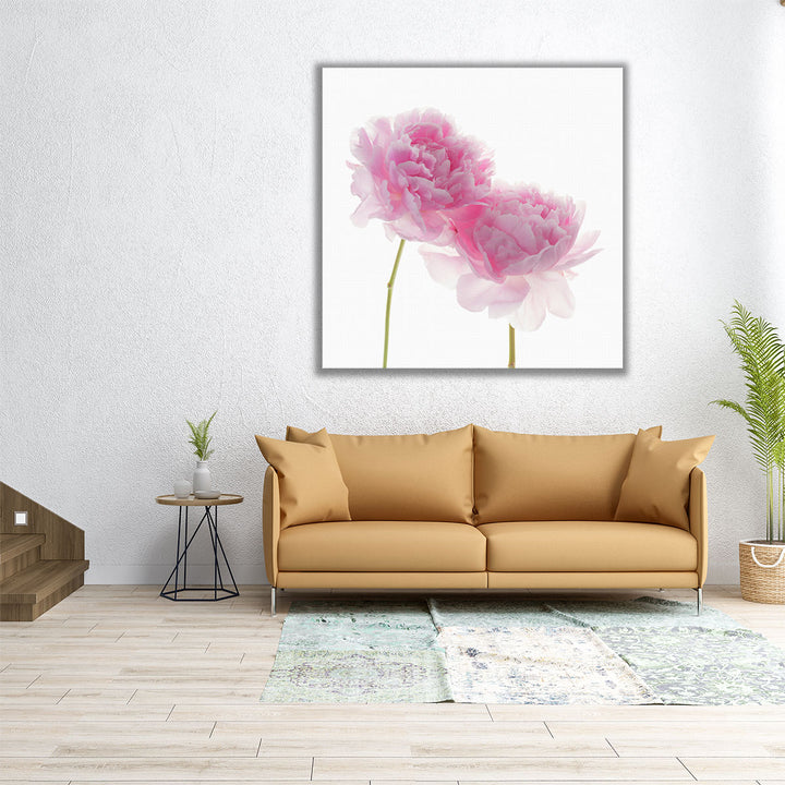 Peonies on White Background - Canvas Print Wall Art