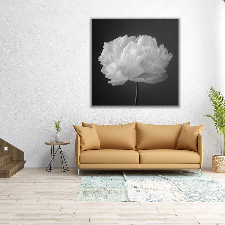 Peony Flower 2 - Canvas Print Wall Art