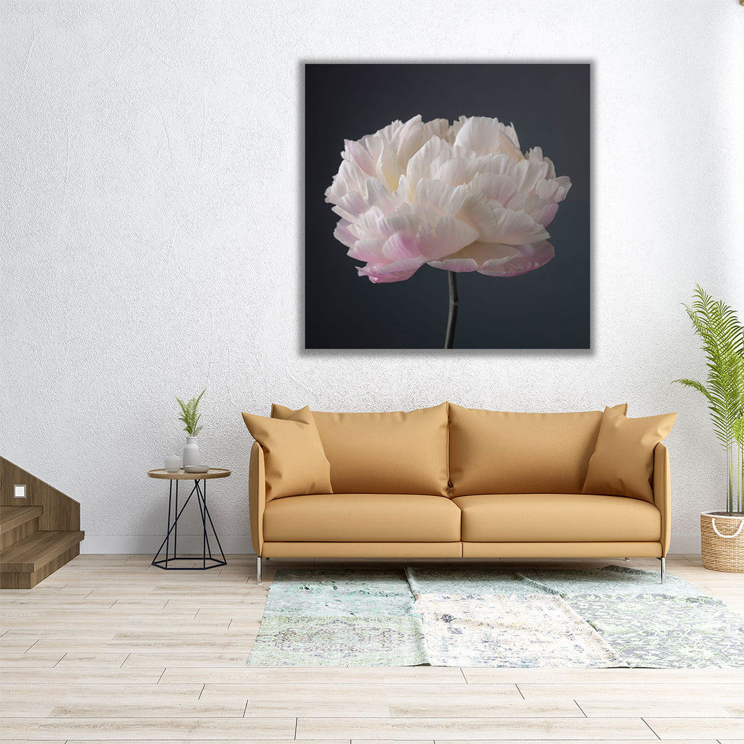 Peony Flower - Canvas Print Wall Art