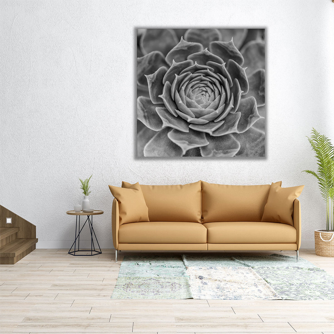 Succulent Plant - Canvas Print Wall Art