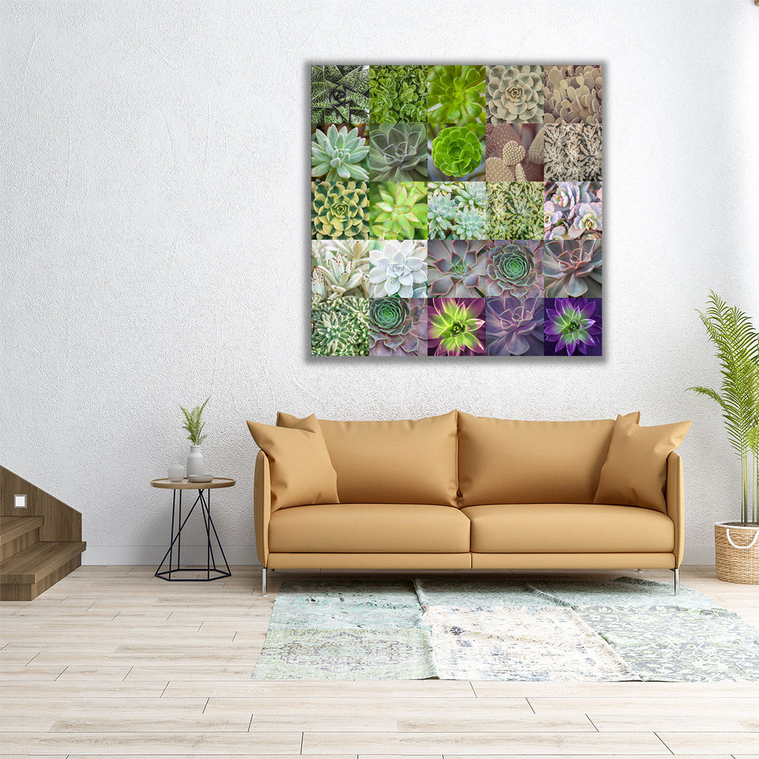 Succulent Plants Collage - Canvas Print Wall Art