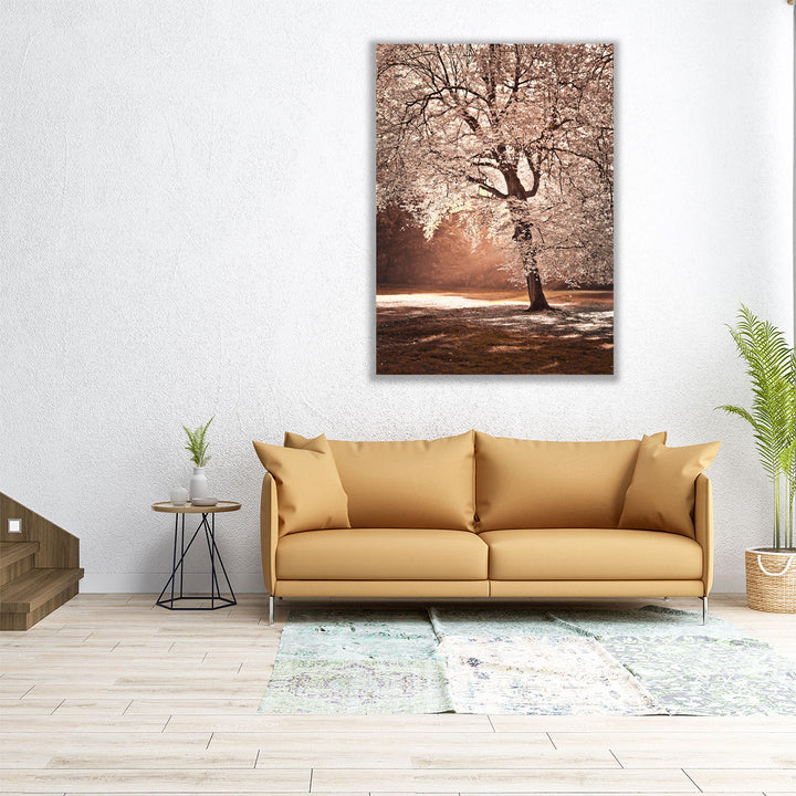 Autumn Tree In Sunlight - Canvas Print Wall Art