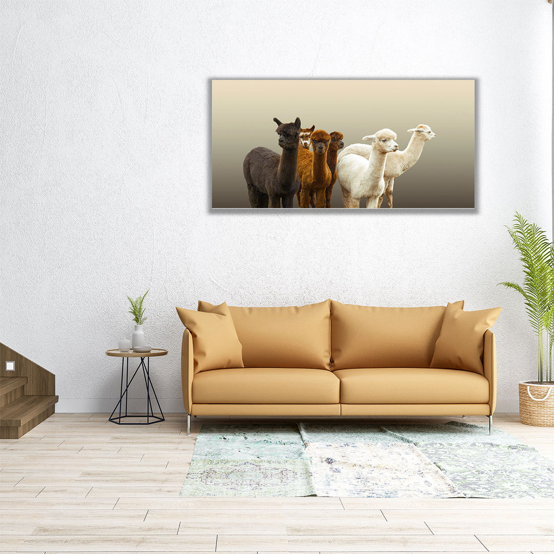 Group of Alpacas - Canvas Print Wall Art