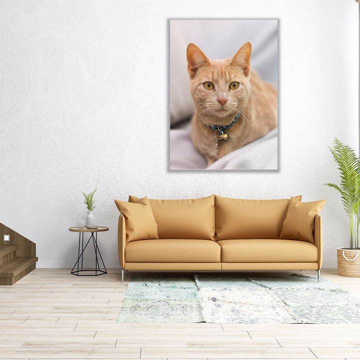 Close Up Of A Cat I - Canvas Print Wall Art