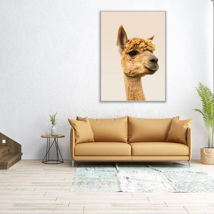 Close-Up Of Alpaca - Canvas Print Wall Art