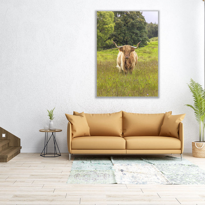 Highland Cow I - Canvas Print Wall Art