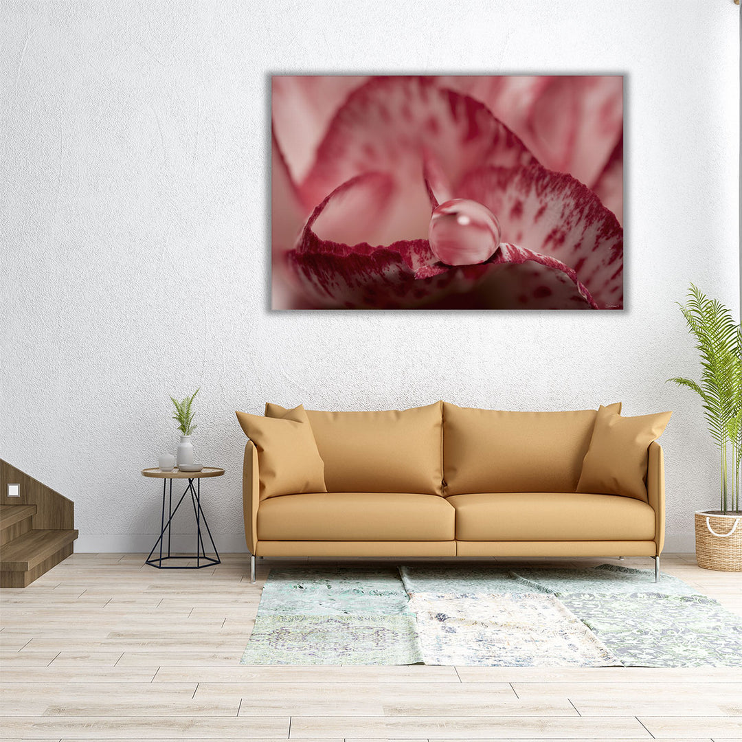 Dew Drops Macro 1 - Canvas Print Wall Art