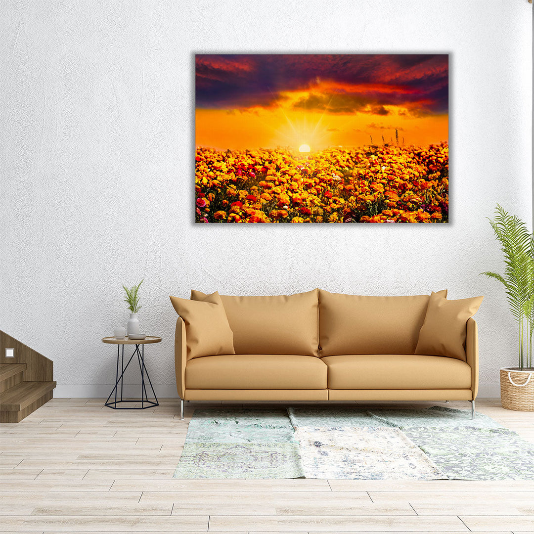 Sunset Over The Field Of Fresh Ranunculus Flowers - Canvas Print Wall Art