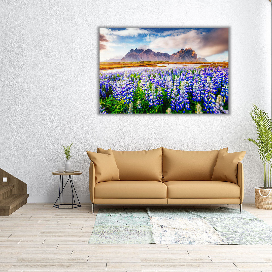 Majestic Lupine Flowers Glowing by Sunlight Vestrahorn, Europe - Canvas Print Wall Art