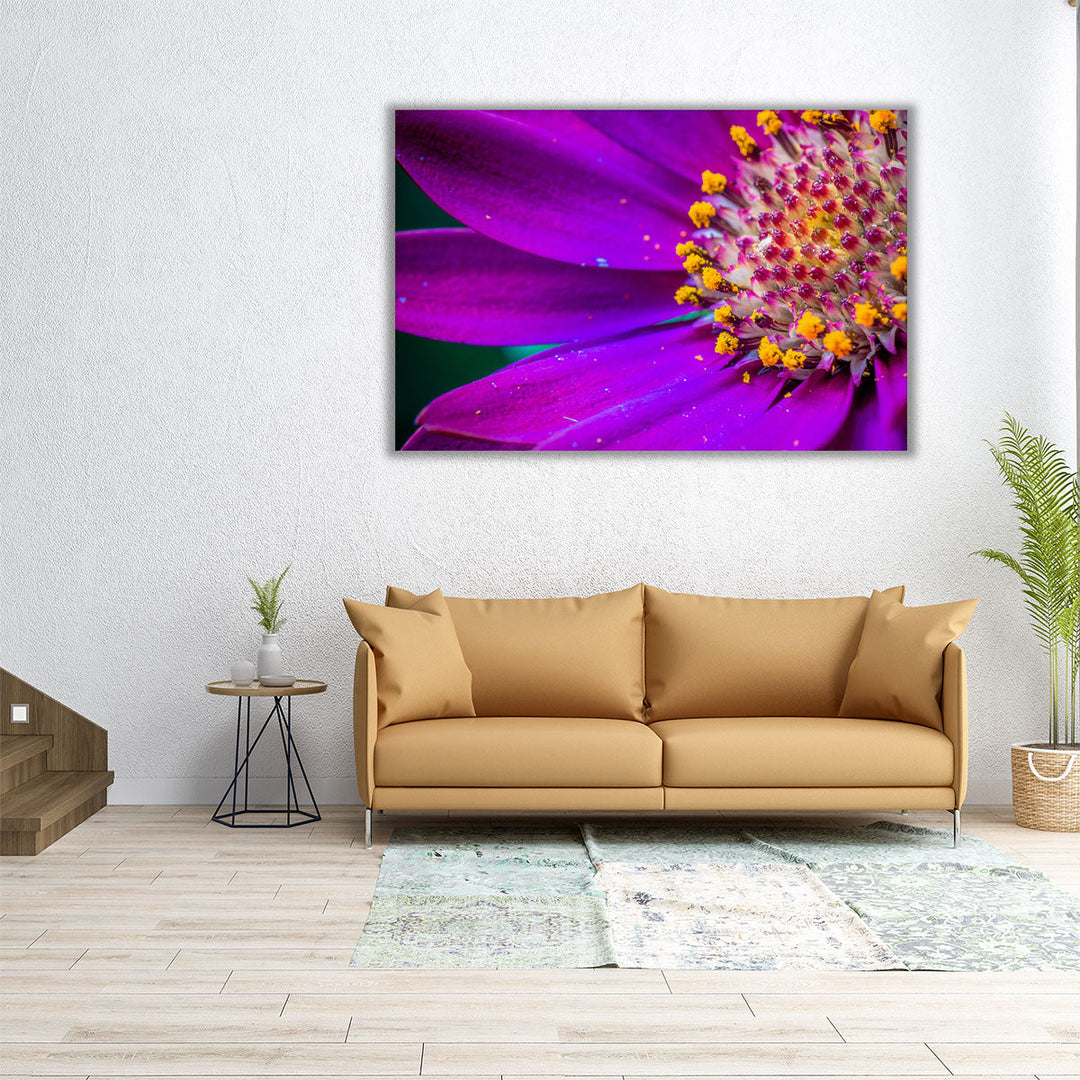 African Daisy Close-up - Canvas Print Wall Art