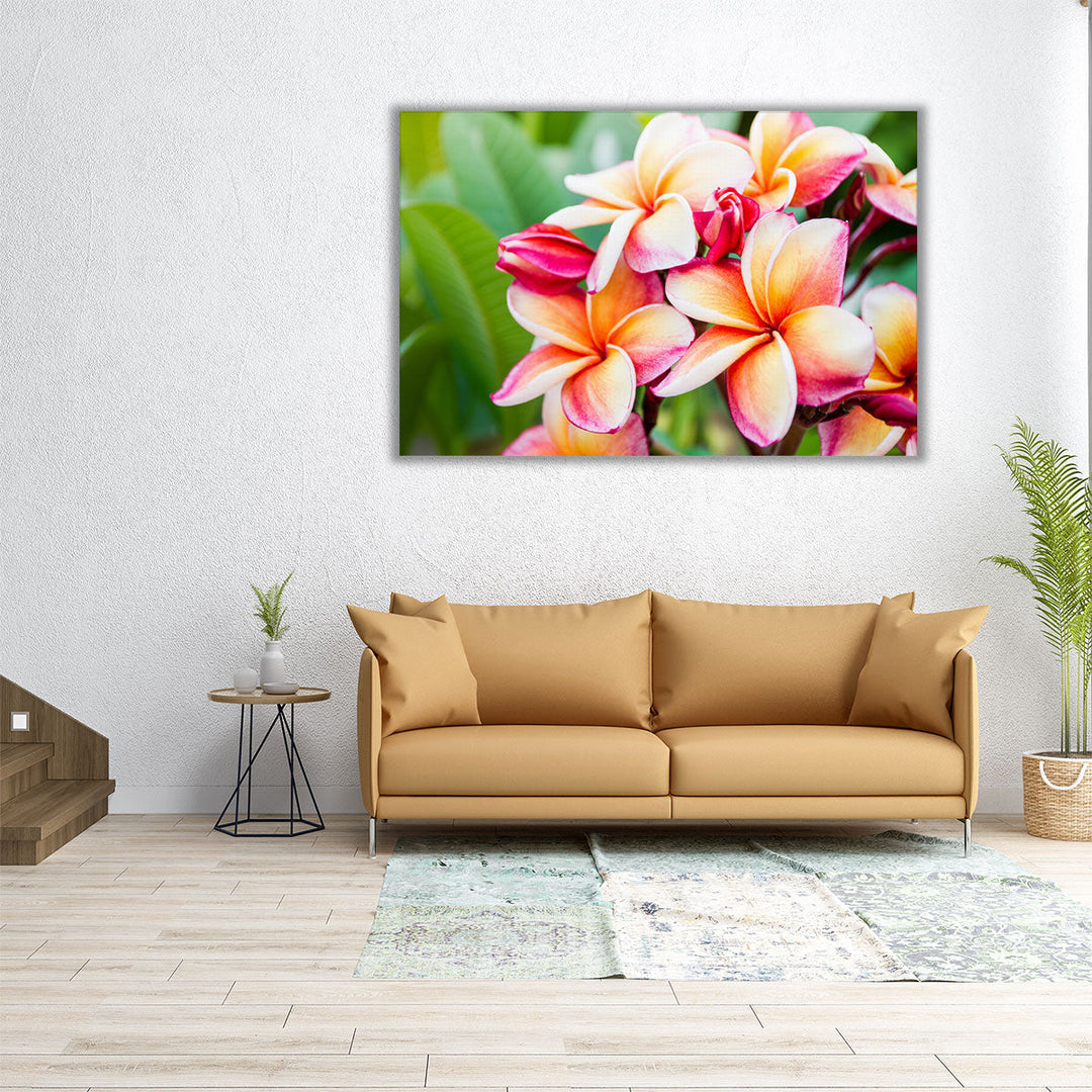 Beautiful Plumeria Flowers Close-Up - Canvas Print Wall Art