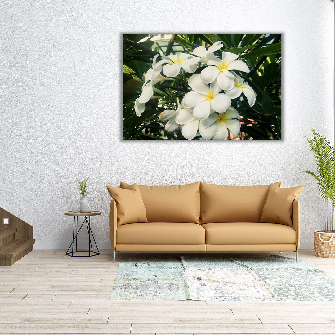 Blooming White Frangipani Close-up - Canvas Print Wall Art