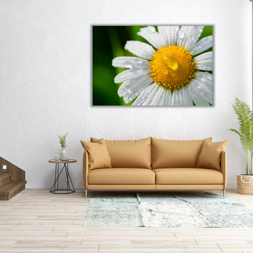 Chamomile With Drops of Water Close-up - Canvas Print Wall Art