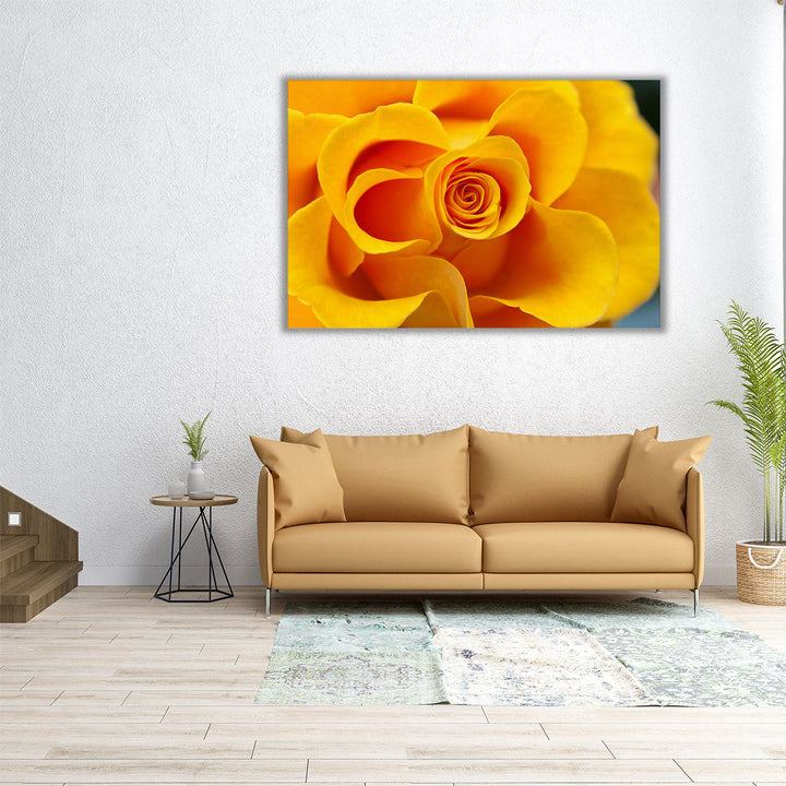 Close Up of Yellow Rose - Canvas Print Wall Art