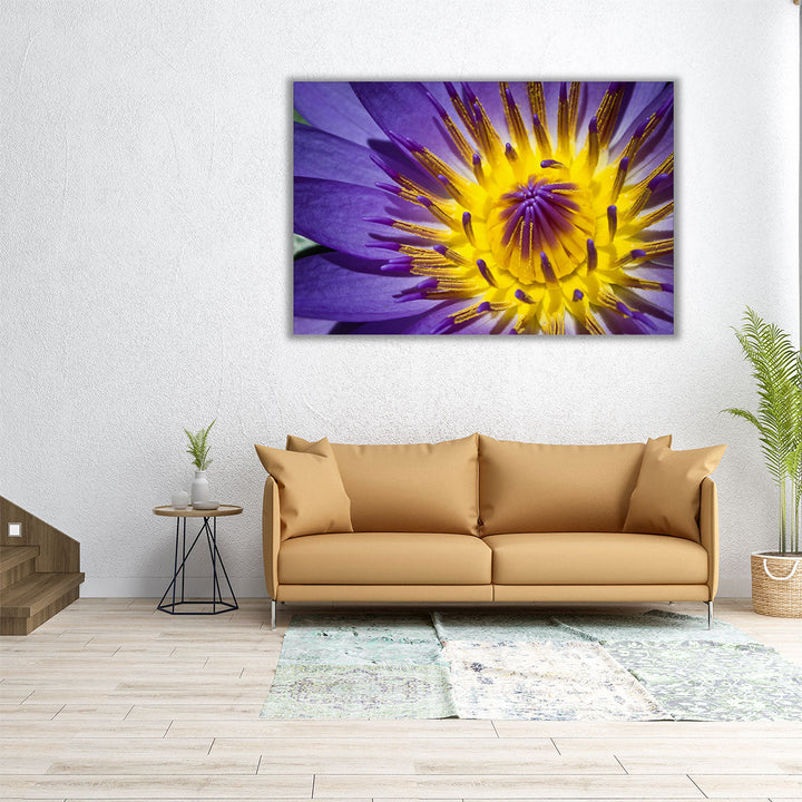 Close-Up of Violet Waterlily - Canvas Print Wall Art