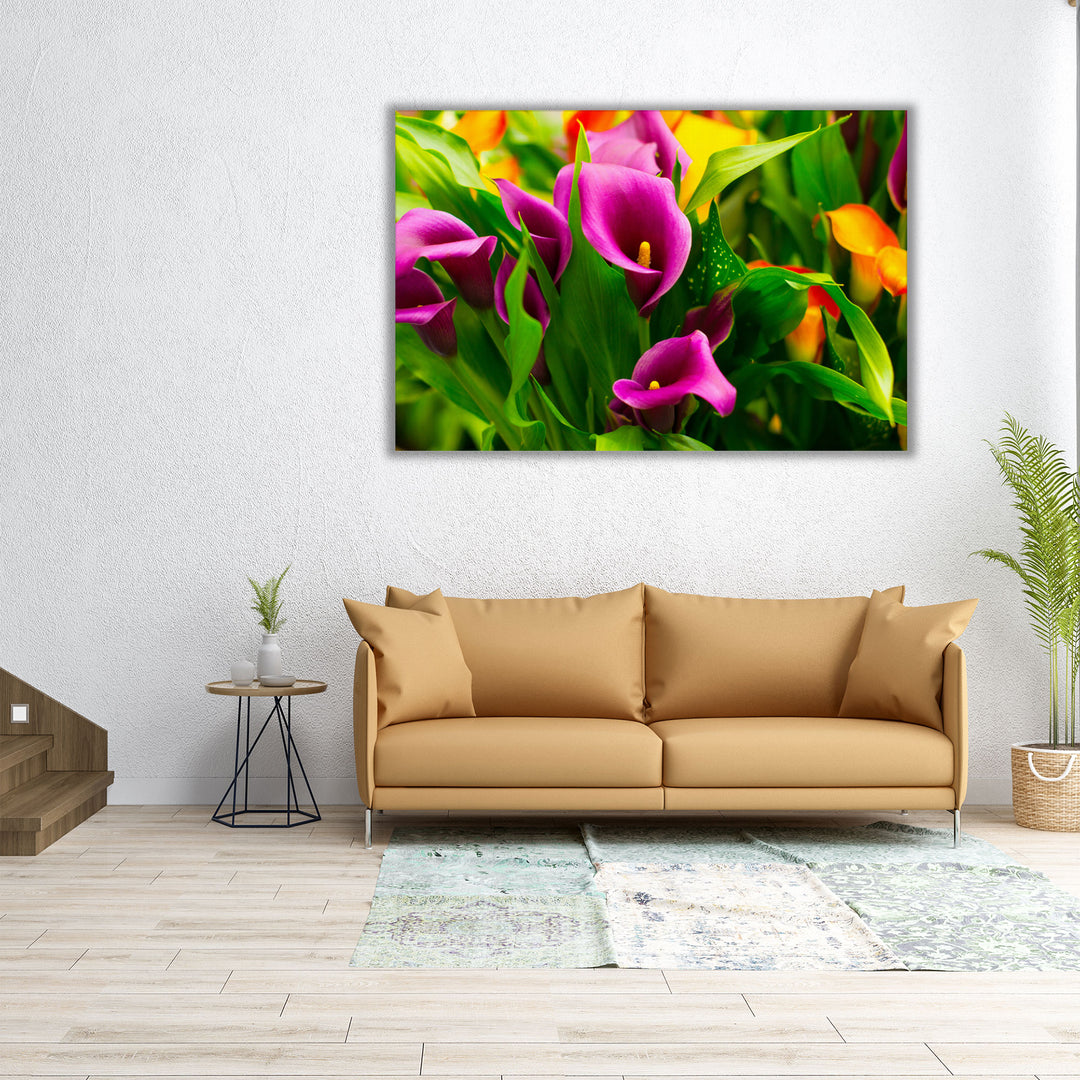 Colorful Pink and Purple Calla Flowers - Canvas Print Wall Art