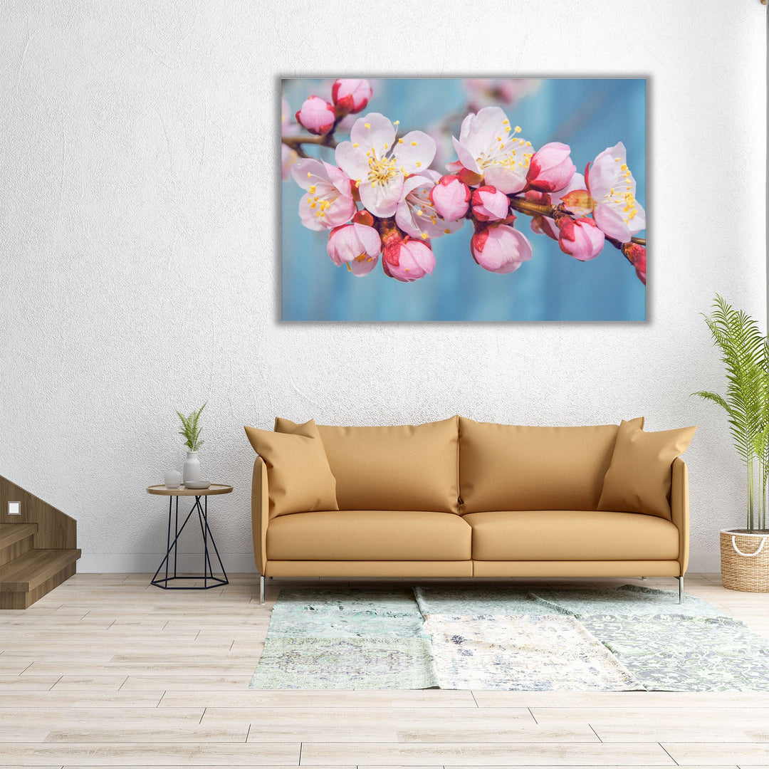 Flowering Fruit Trees Apricot Flowers - Canvas Print Wall Art