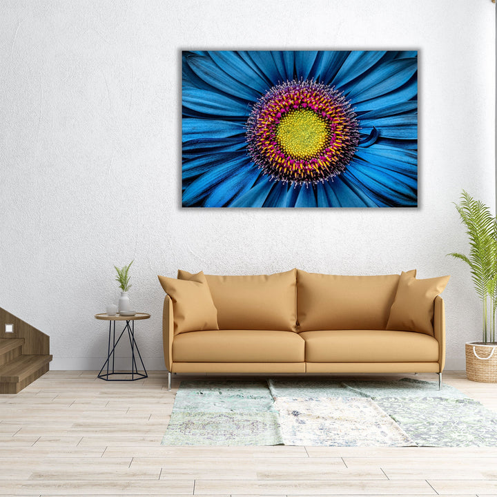 Gerbera Flower Close Up on Turquoise Background - Canvas Print Wall Art