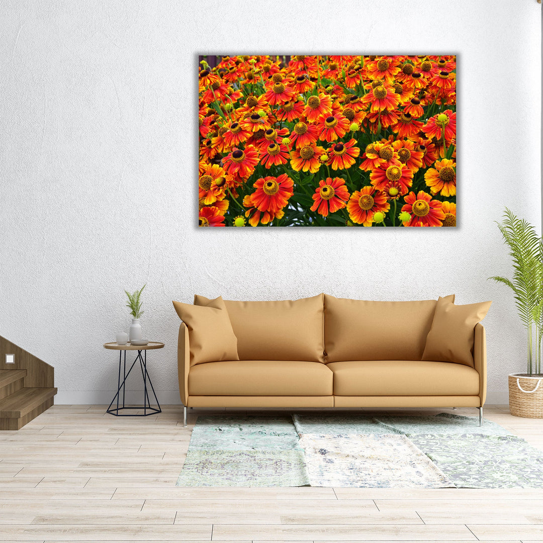 Helenium Konigstiger Flower Field - Canvas Print Wall Art