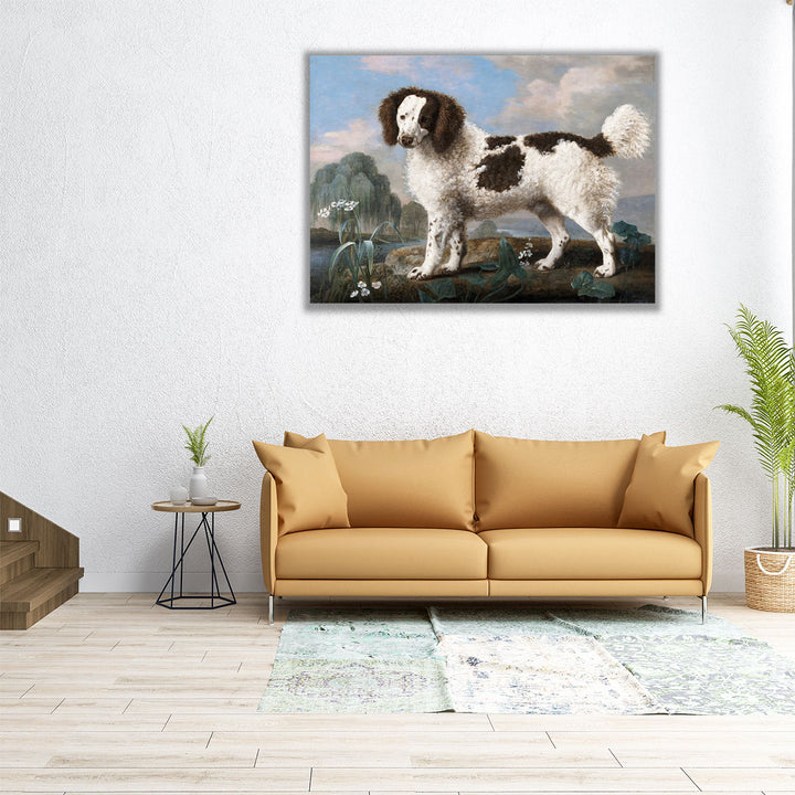 Brown and White Norfolk or Water Spaniel, 1778 - Canvas Print Wall Art