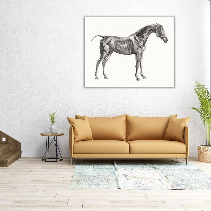 The Anatomy of the Horse, 1853 - Canvas Print Wall Art