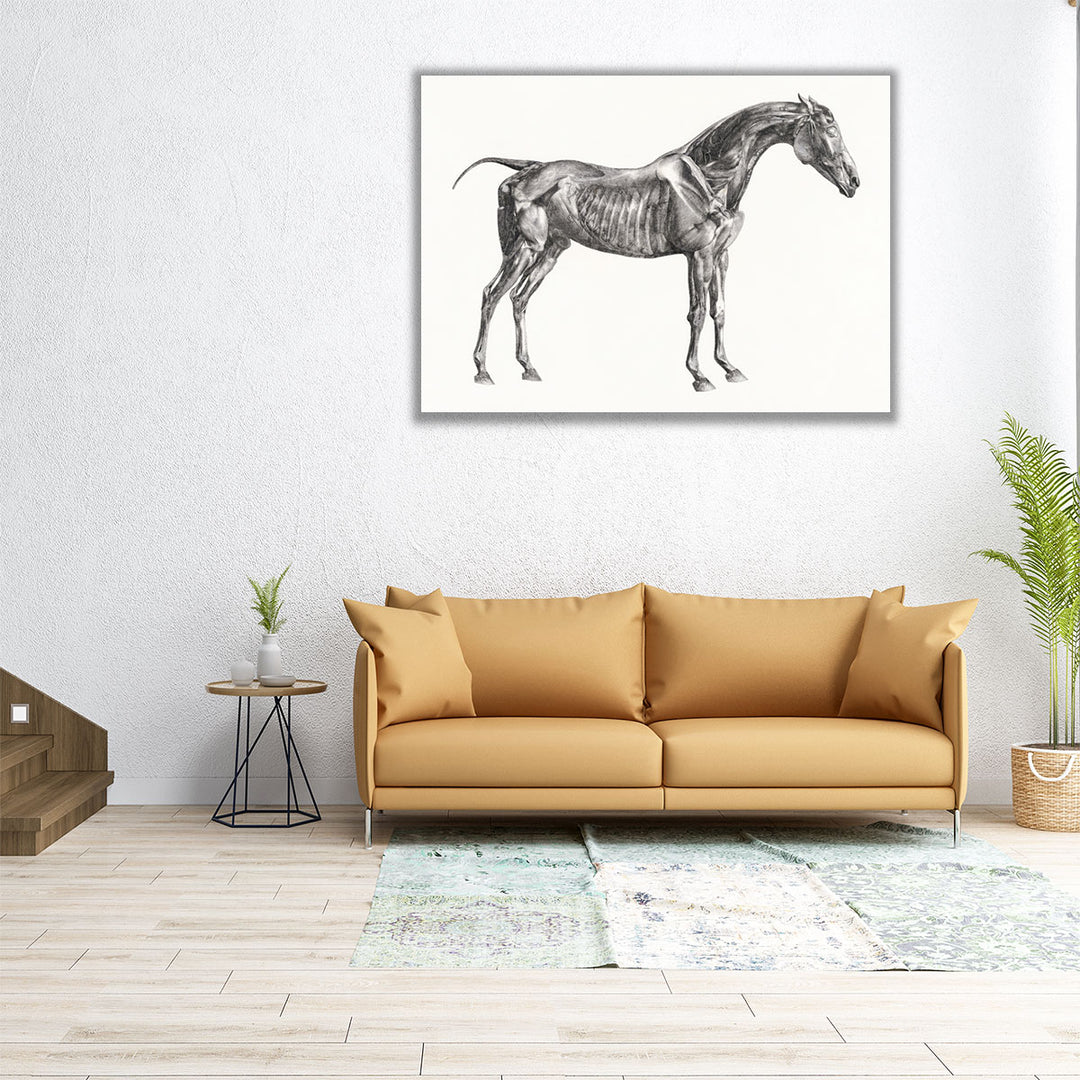 The Anatomy of the Horse, 1853 - Canvas Print Wall Art