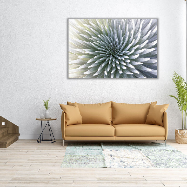 Silversword Endemic Exotic Tropical Plant - Canvas Print Wall Art