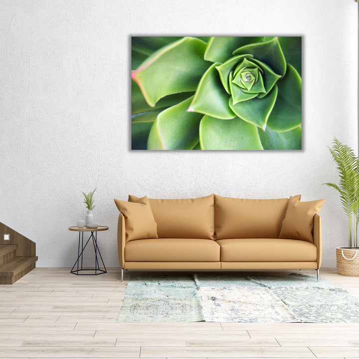 Succulent Echeveria Plant Close Up - Canvas Print Wall Art