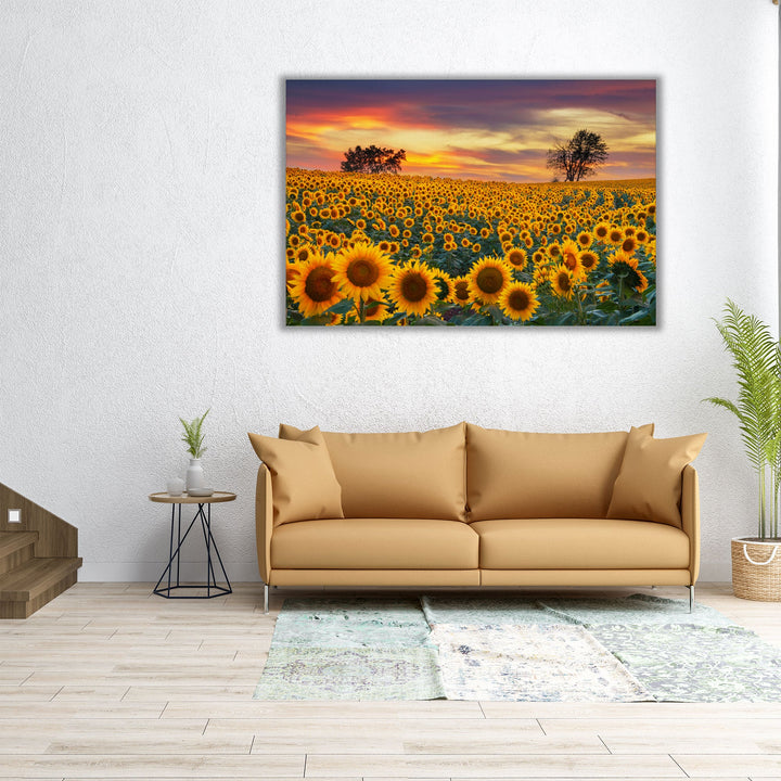 Sunflower Field in Full Bloom At Sunset - Canvas Print Wall Art