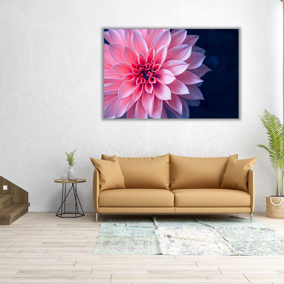 Vibrant Pink Dahlia On Dark Background - Canvas Print Wall Art