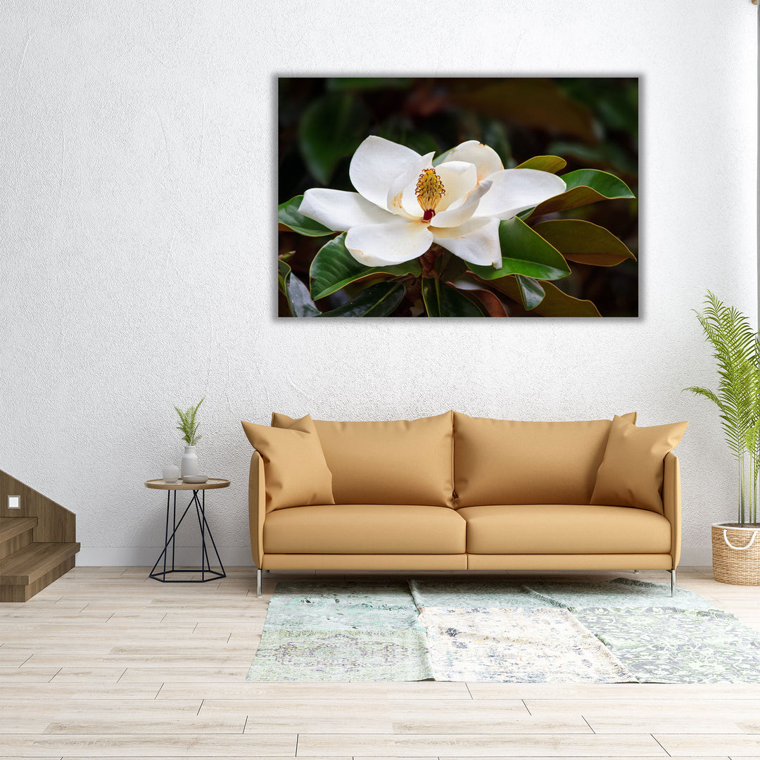 White Magnolia Flower Blossom With Glossy Green Leaves - Canvas Print Wall Art