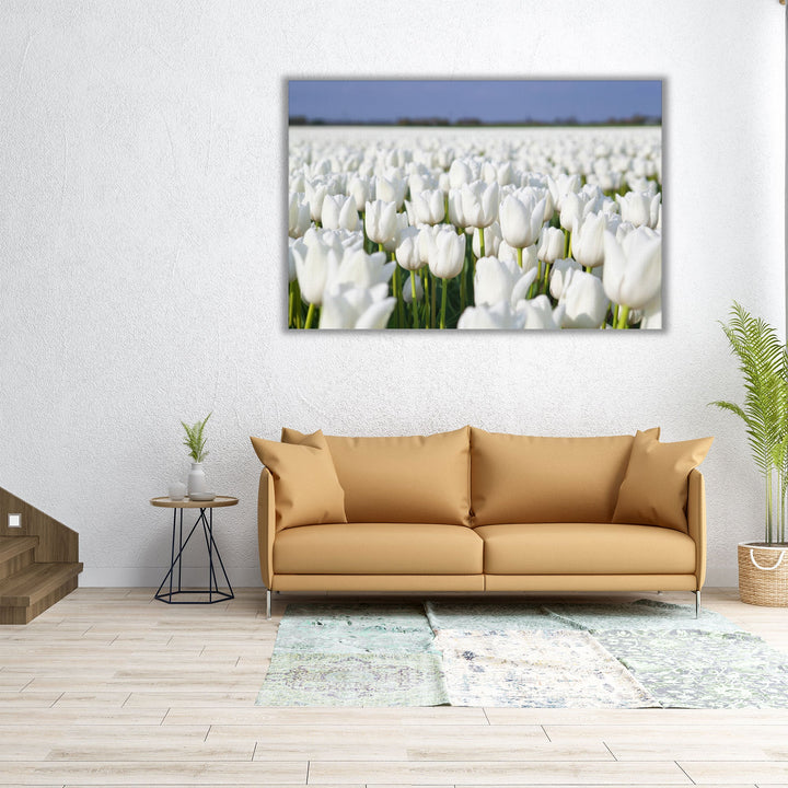 White Tulips Field - Canvas Print Wall Art