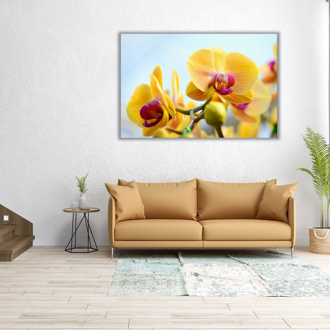 Yellow Orchids - Canvas Print Wall Art