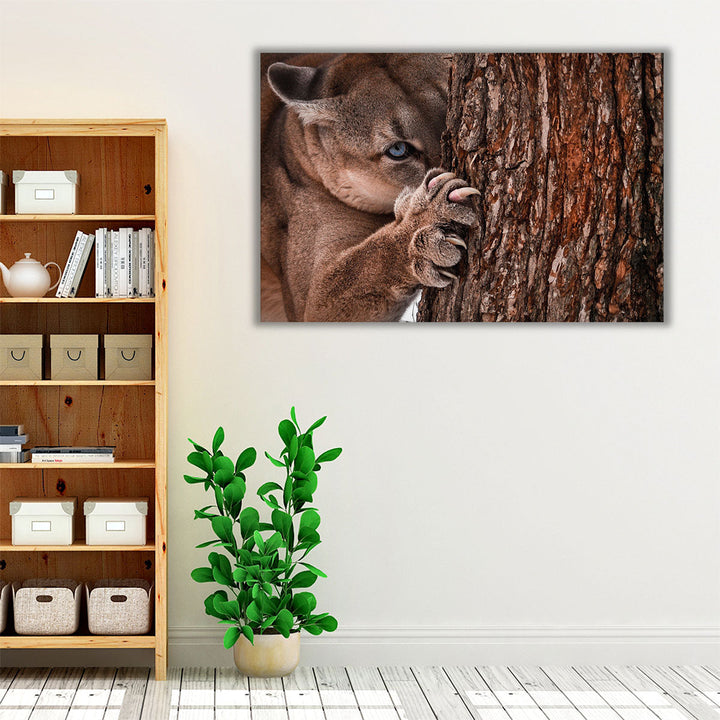 Canadian Cougar Preparing for a Hunt - Canvas Print Wall Art