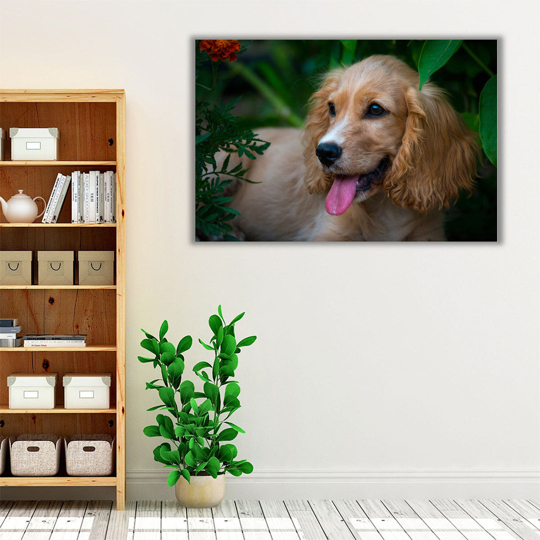 A Happy Cocker Spaniel - Canvas Print Wall Art