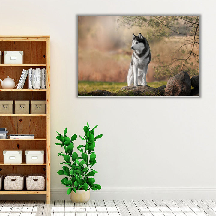 Beautiful Siberian Husky in Nature - Canvas Print Wall Art