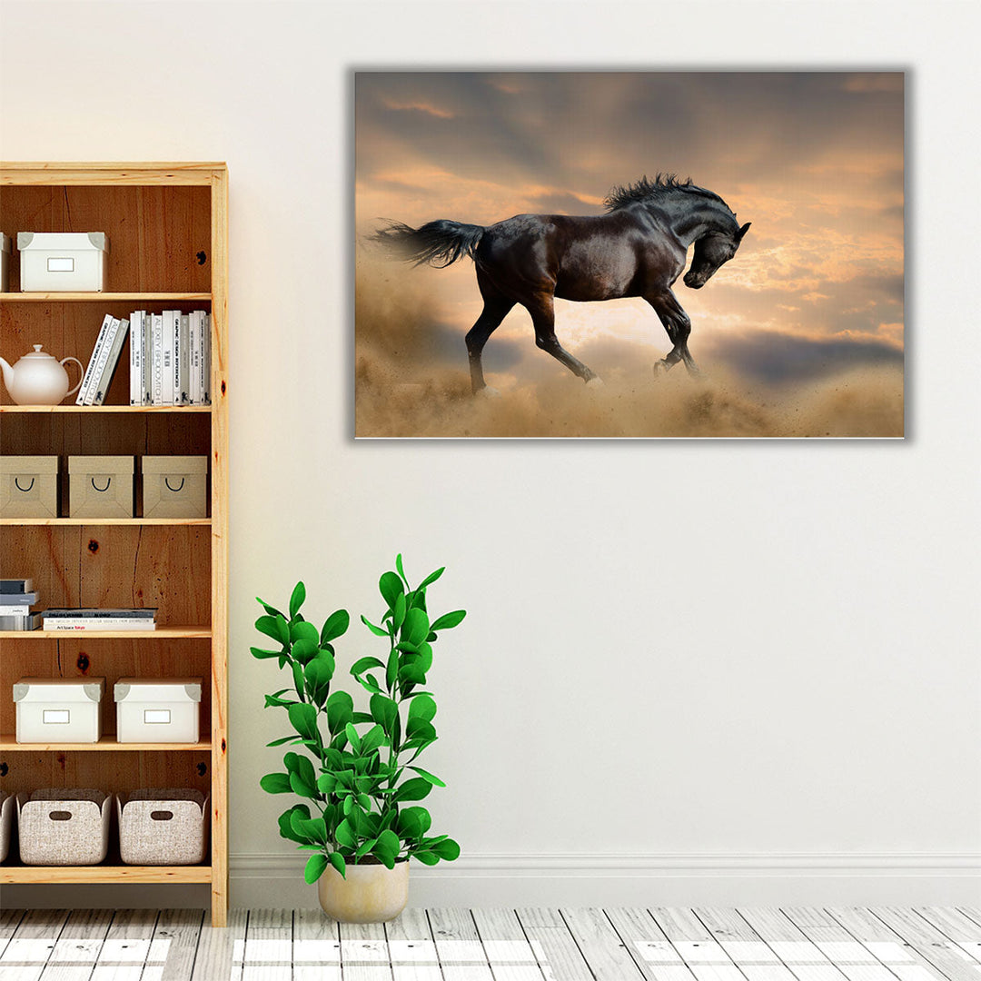 Black Stallion Horse - Canvas Print Wall Art