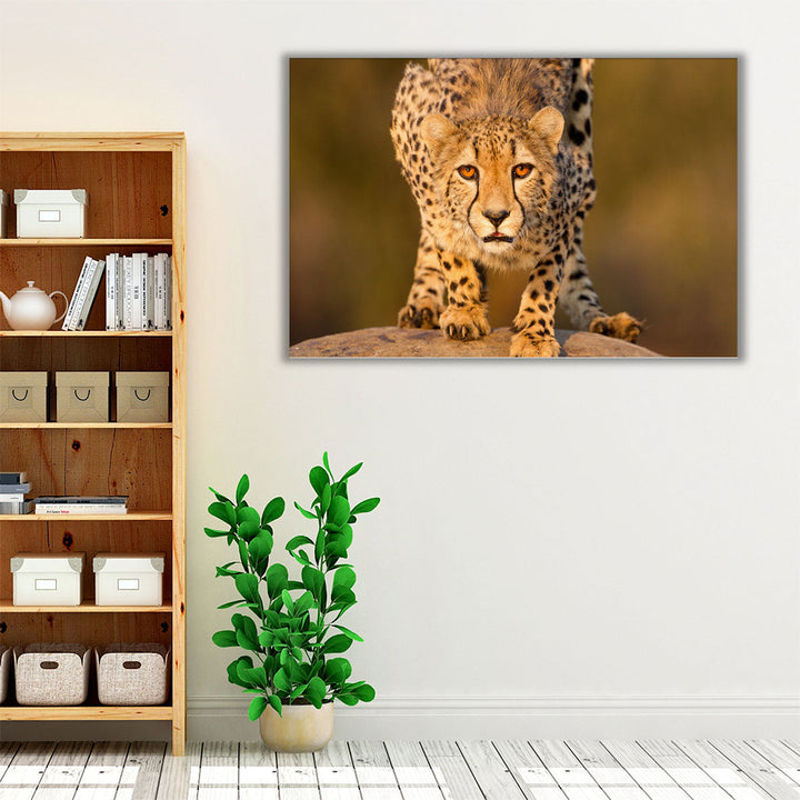 Cheetah Crouching on a Rock - Canvas Print Wall Art