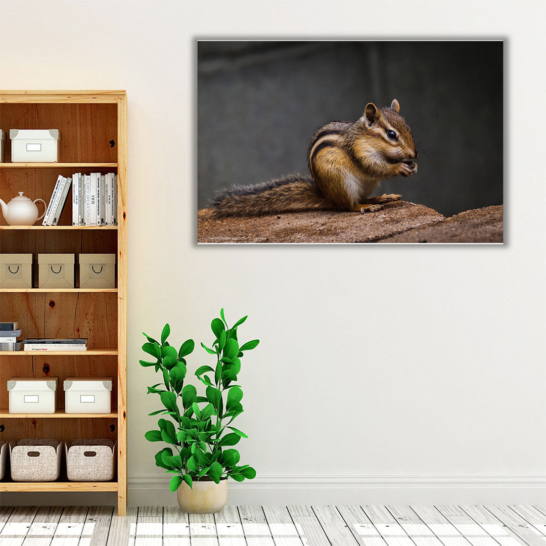 Chipmunk With Stone in His Cute Hands - Canvas Print Wall Art