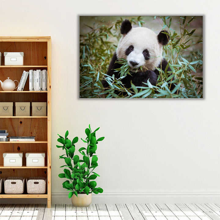 Giant Panda During His Lunch - Canvas Print Wall Art