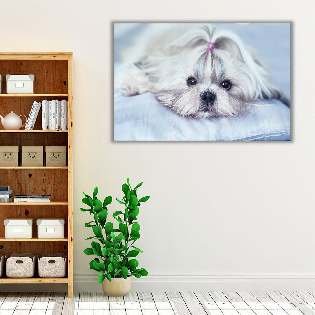 Shih Tzu Dog Lying on Bed - Canvas Print Wall Art