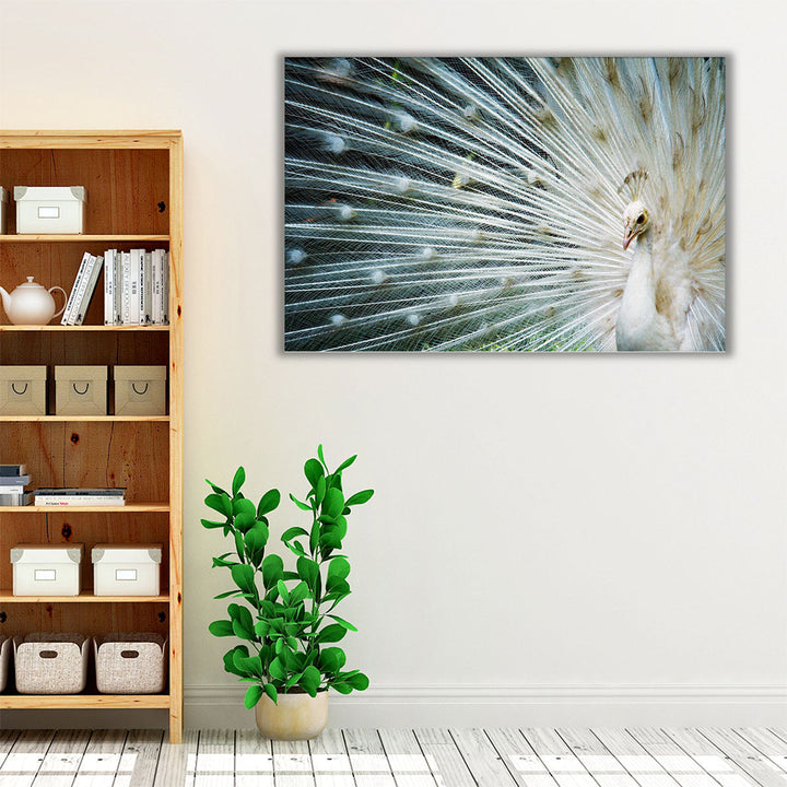 White Peacock - Canvas Print Wall Art